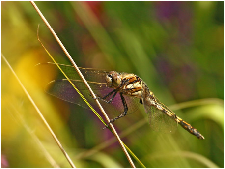Orthetrum albistylum mâle immature